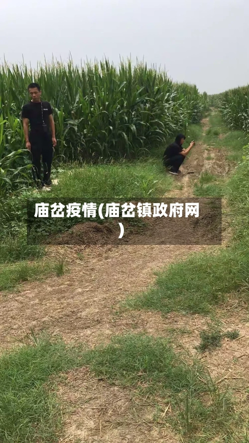 庙岔疫情(庙岔镇政府网)