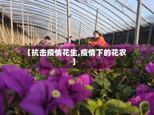 【抗击疫情花生,疫情下的花农】-第3张图片