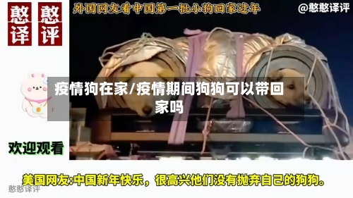疫情狗在家/疫情期间狗狗可以带回家吗-第2张图片