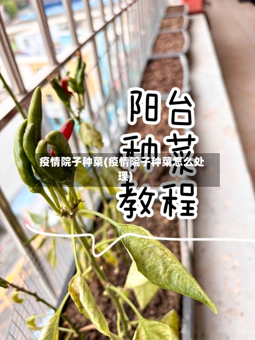 疫情院子种菜(疫情院子种菜怎么处理)