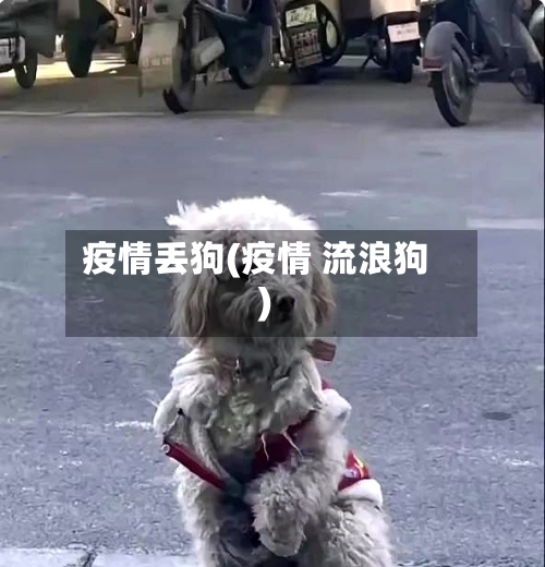 疫情丢狗(疫情 流浪狗)-第2张图片