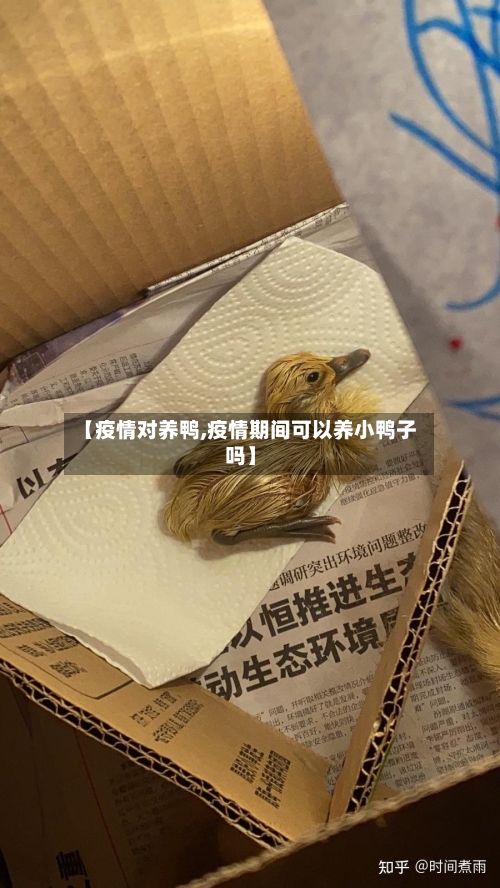 【疫情对养鸭,疫情期间可以养小鸭子吗】