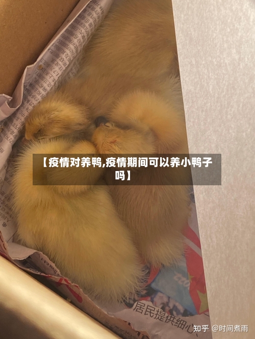 【疫情对养鸭,疫情期间可以养小鸭子吗】-第3张图片