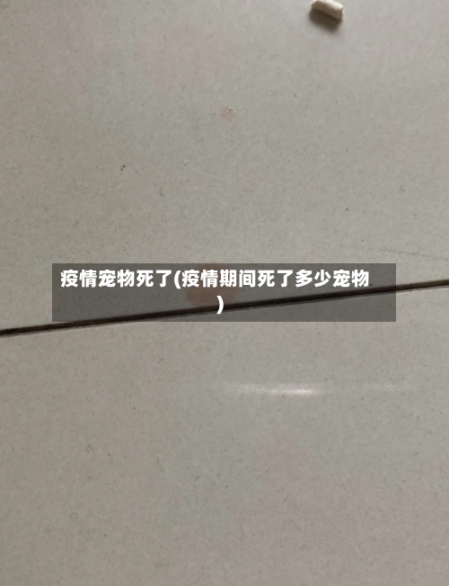 疫情宠物死了(疫情期间死了多少宠物)