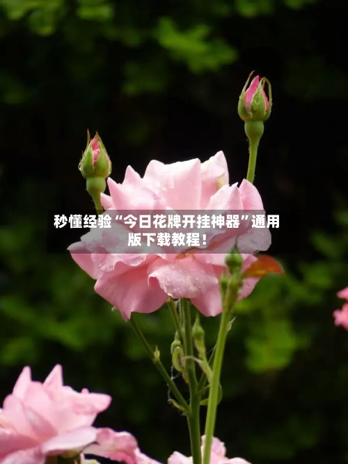 秒懂经验“今日花牌开挂神器”通用版下载教程！