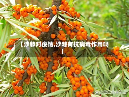 【沙棘对疫情,沙棘有抗病毒作用吗】-第3张图片