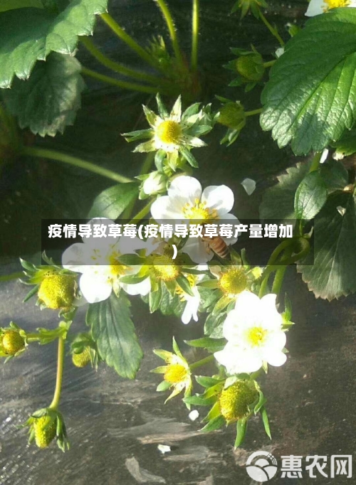 疫情导致草莓(疫情导致草莓产量增加)