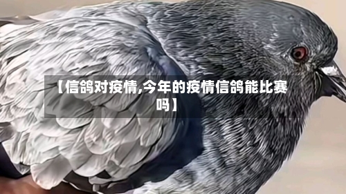 【信鸽对疫情,今年的疫情信鸽能比赛吗】-第2张图片