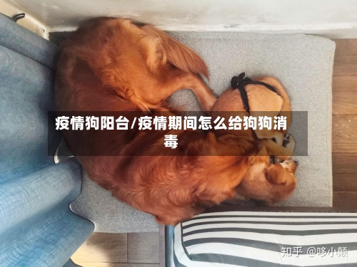 疫情狗阳台/疫情期间怎么给狗狗消毒-第2张图片